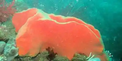 qtq_293-ezgif.com-webp-to-jpg-converter